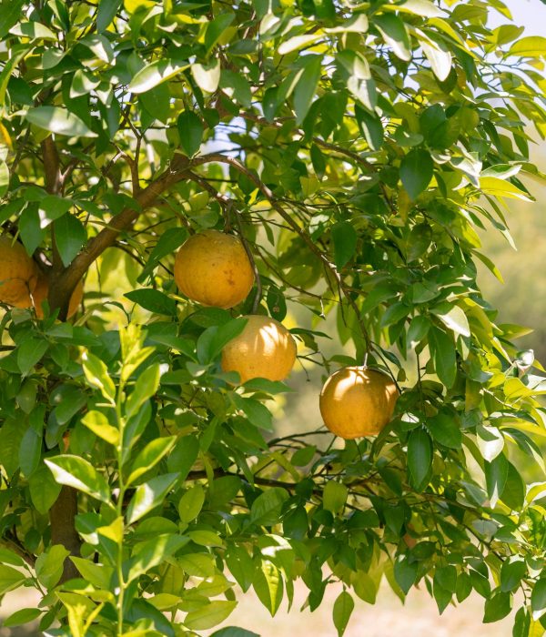 Biologische fruitsappen gebruiken