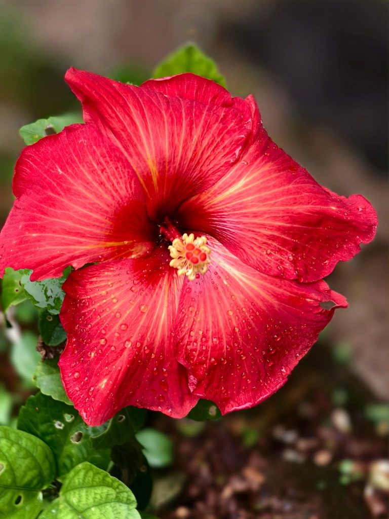 Hibiscus siroop maken