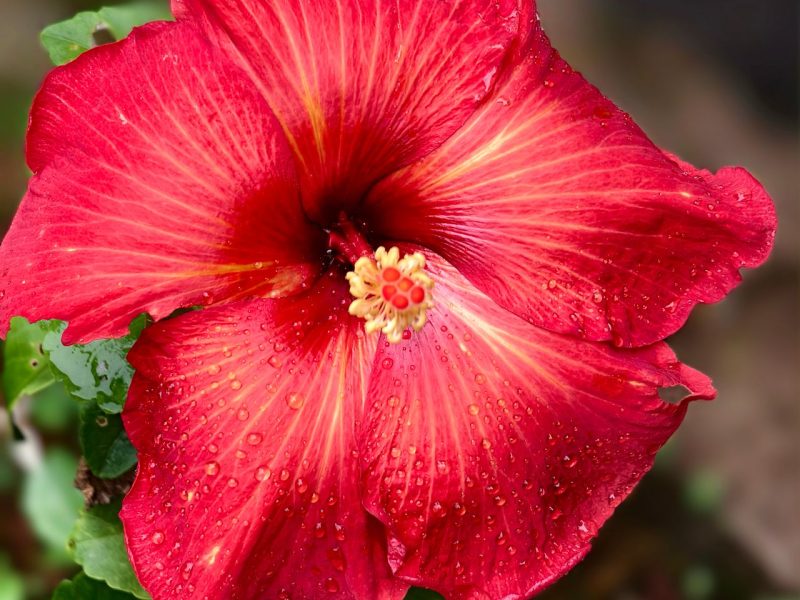 Hibiscus siroop maken