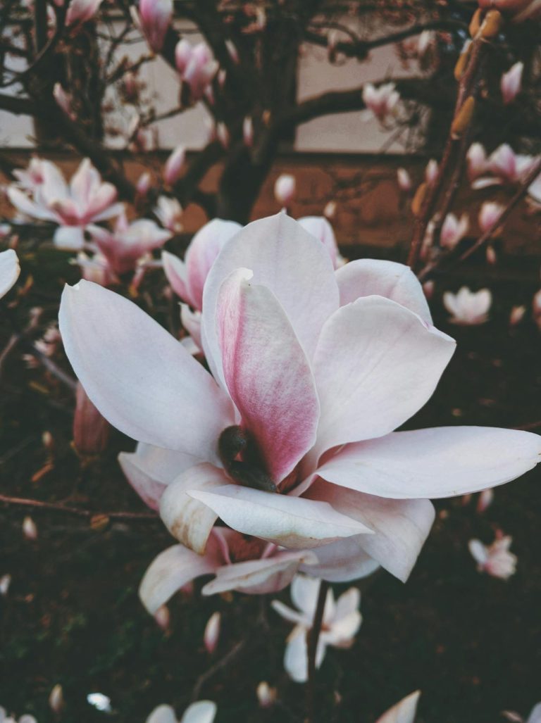 Magnolia siroop maken
