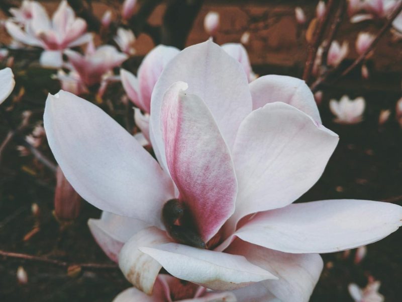 Magnolia siroop maken