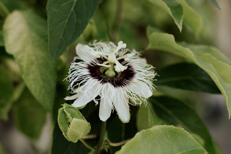 Markoesa sap
