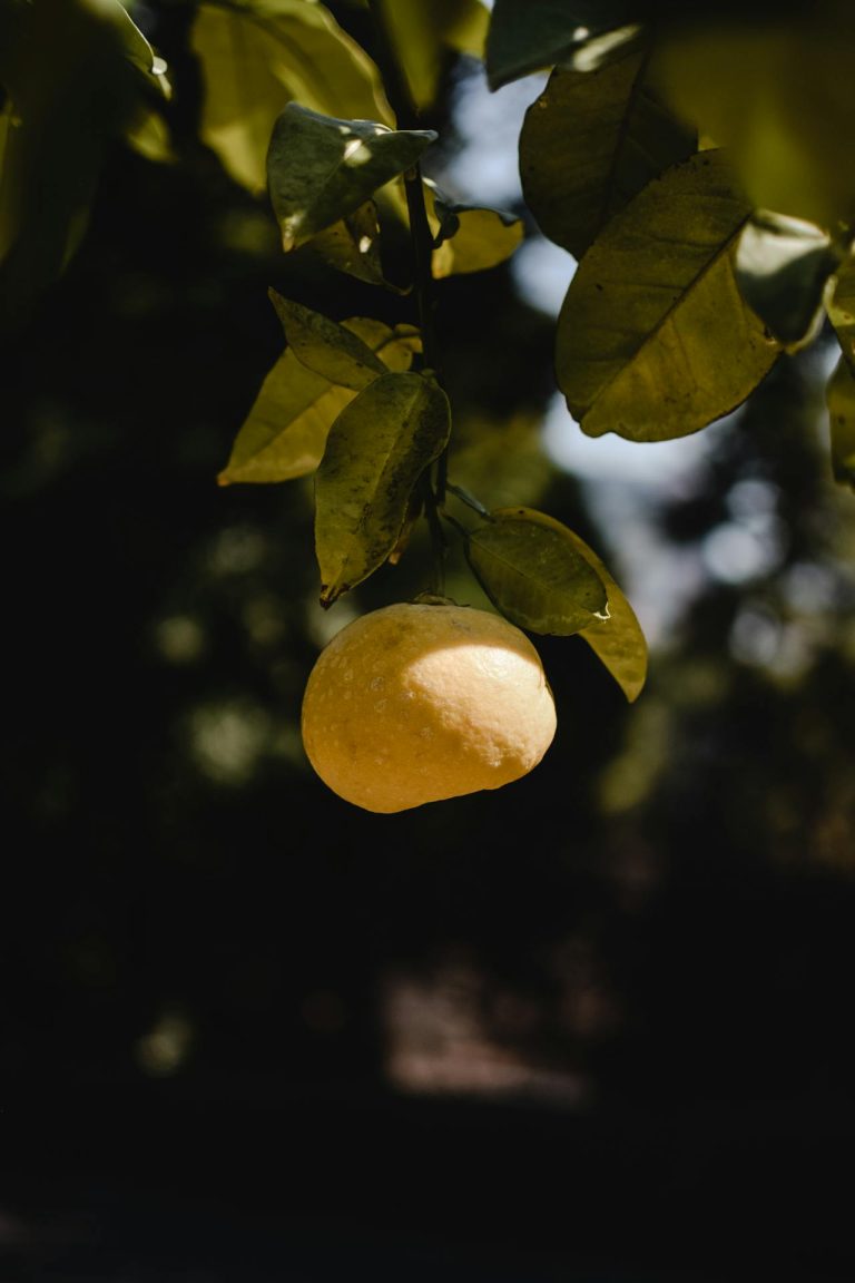 Yuzu sap