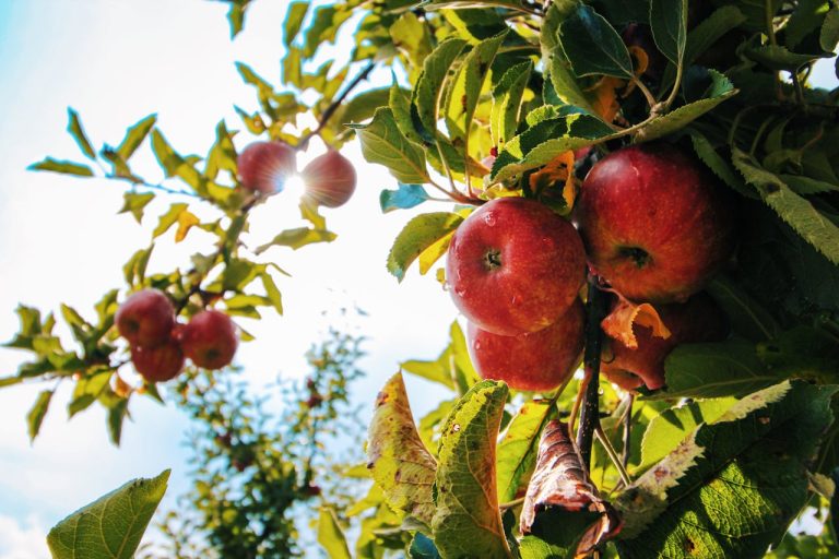 Appels persen tot sap