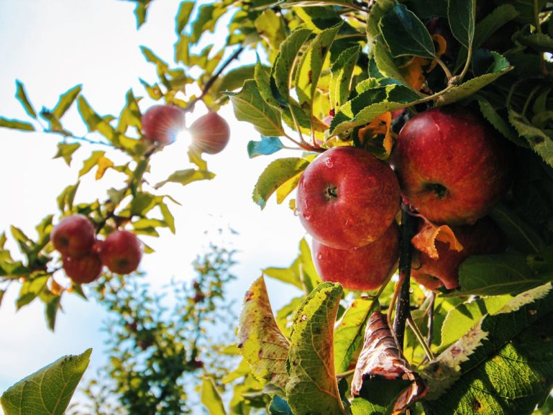 Appels persen tot sap
