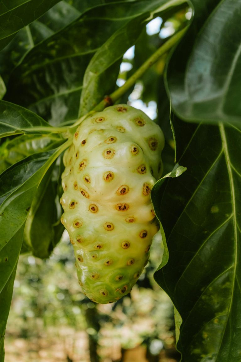Noni sap maken