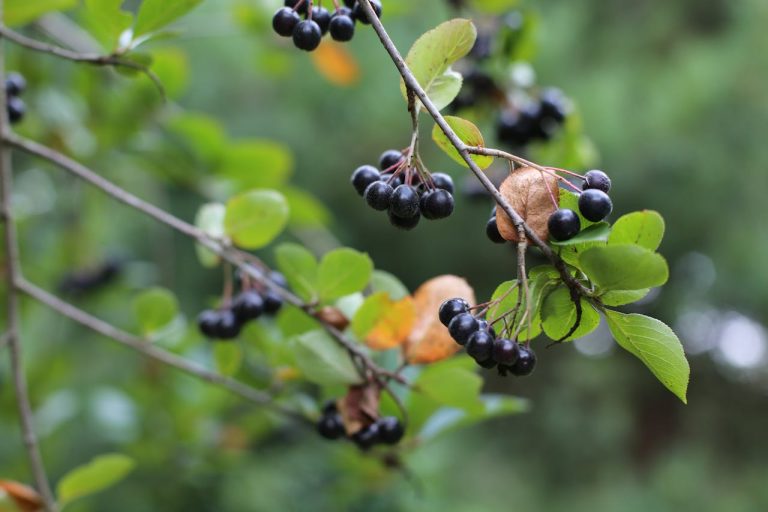 Aronia sap maken