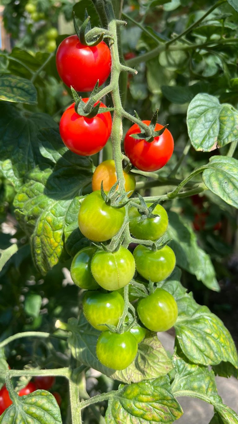 Chutney van groene tomaten