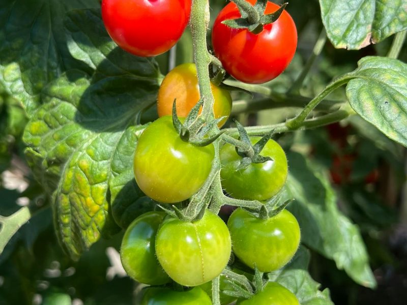 Chutney van groene tomaten