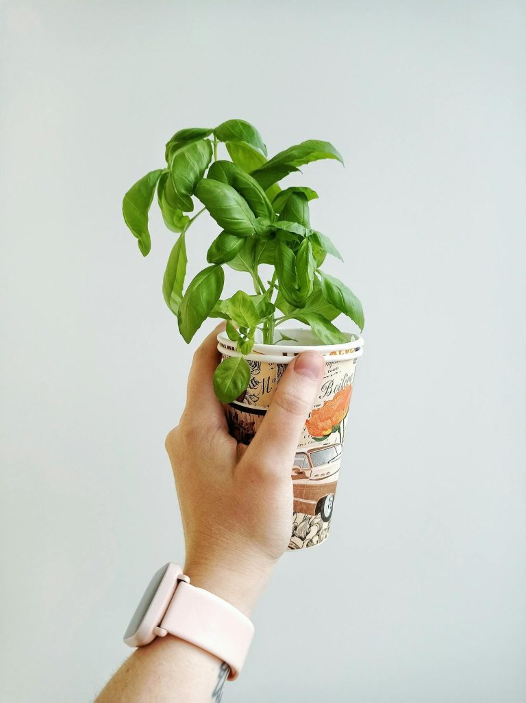Basilicum crème maken