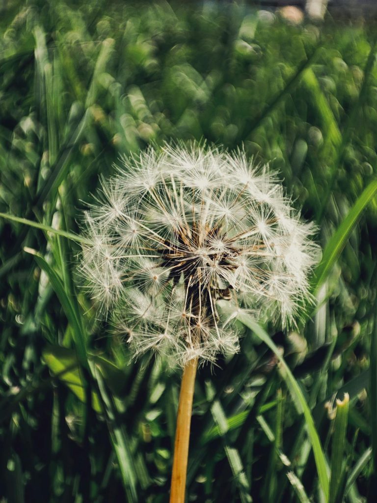 Paardenbloem zalf maken