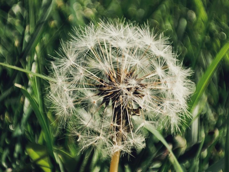 Paardenbloem zalf maken