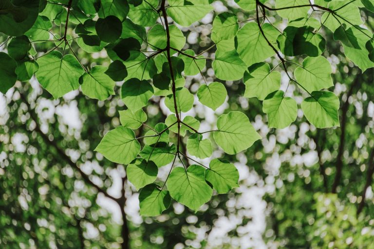 Druivenbladeren inmaken