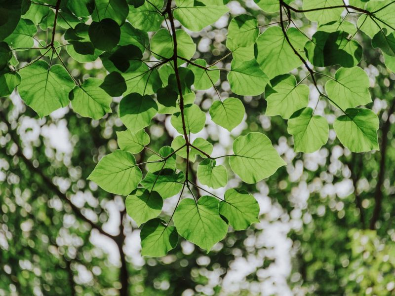 Druivenbladeren inmaken