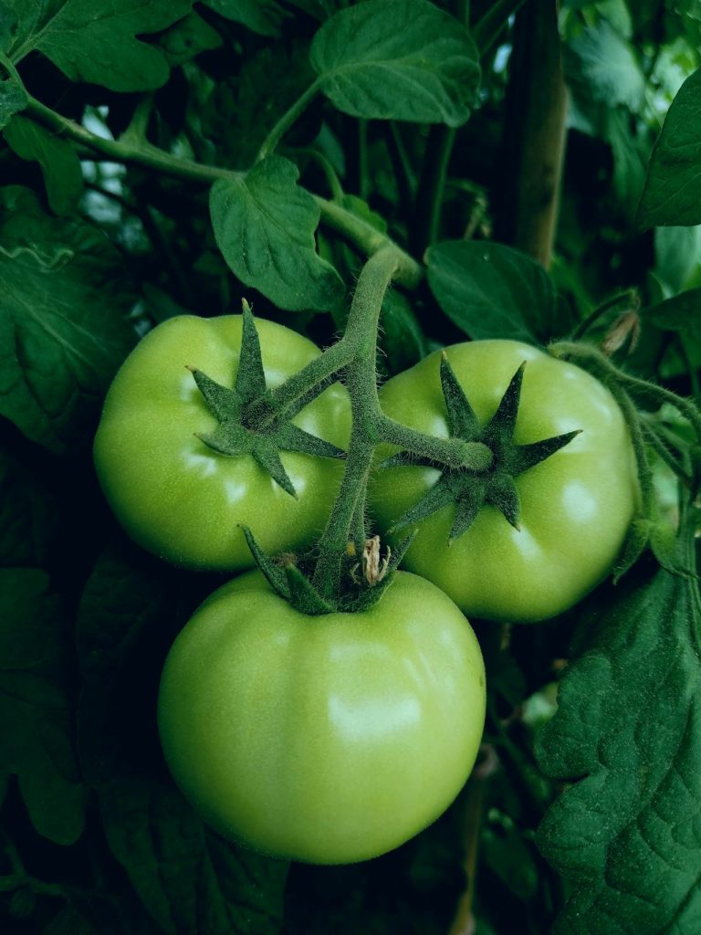 Hoe maak je groene tomatenjam