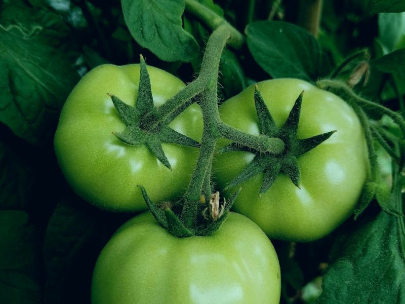 Hoe maak je groene tomatenjam