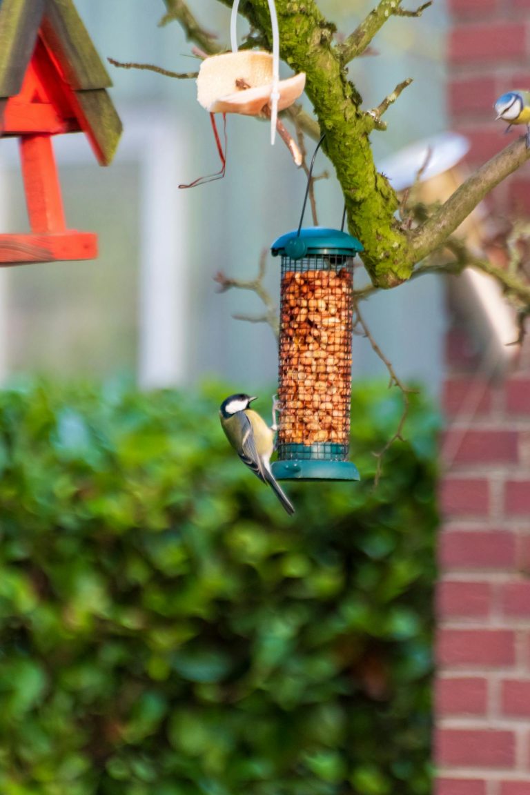 Vogelpindakaas zelf maken
