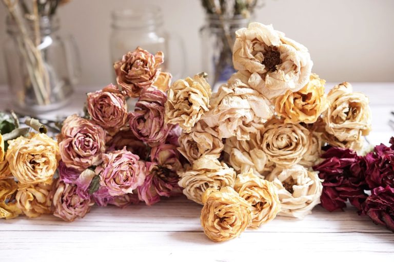 Hoe droog je rozen