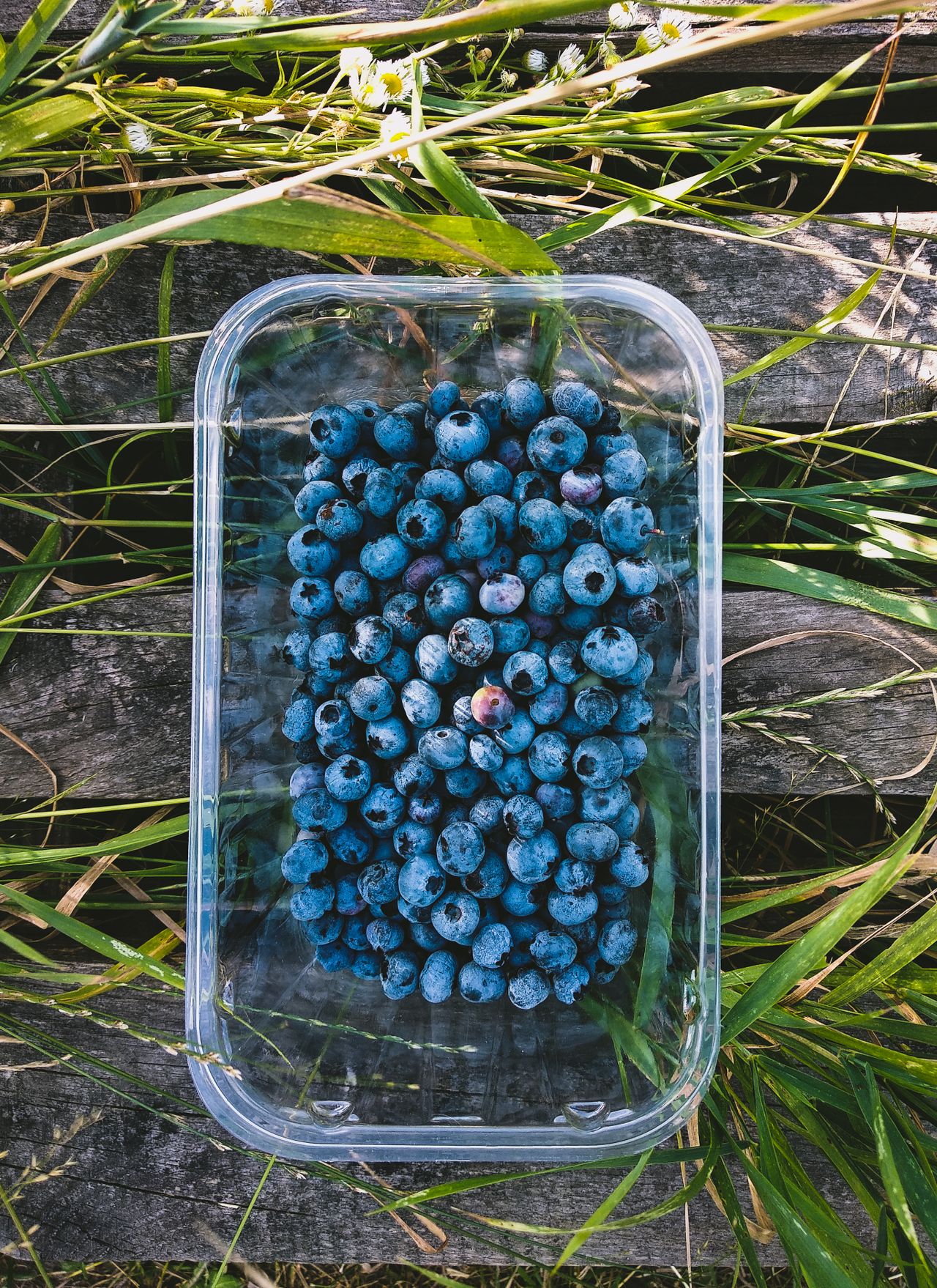 Hoe kweek en snoei je blauwe bessen