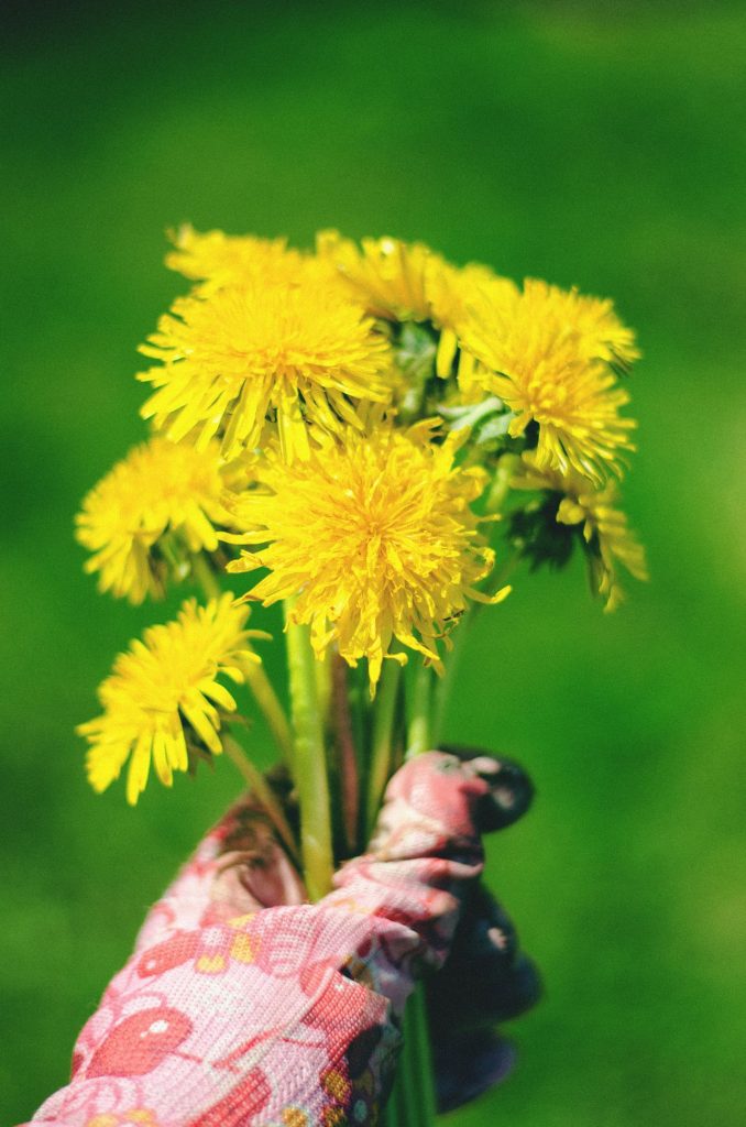 Paardenbloemgelei maken
