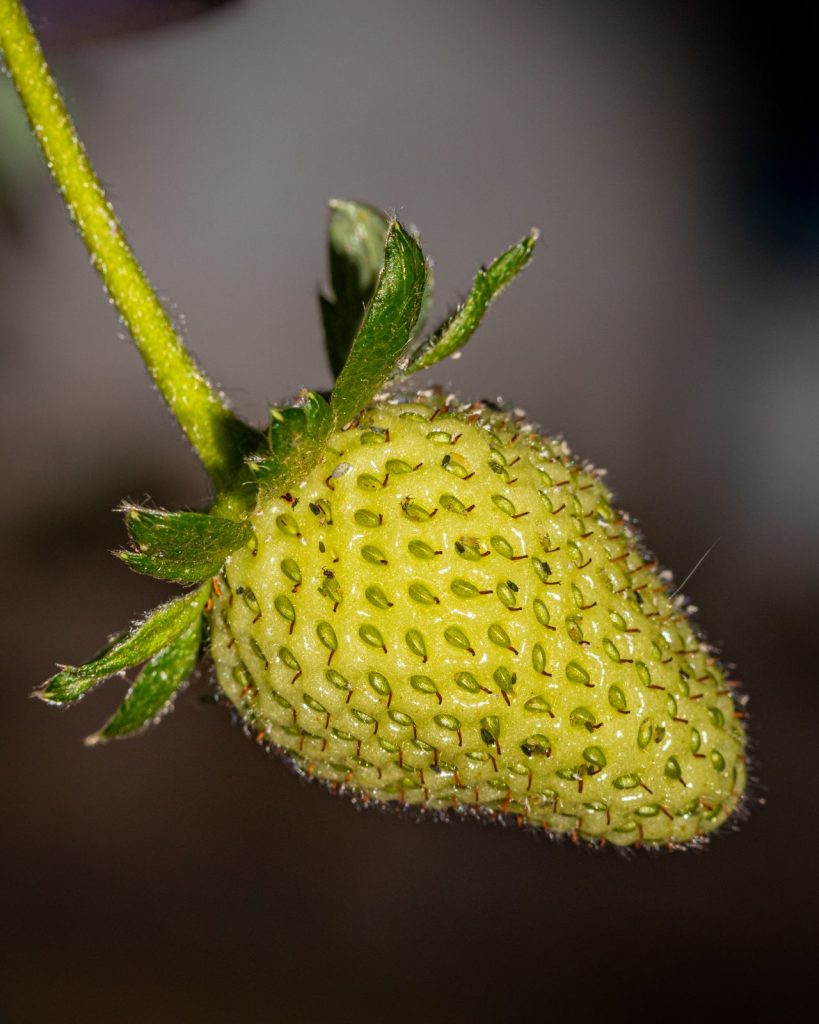 Aardbeien zelf kweken