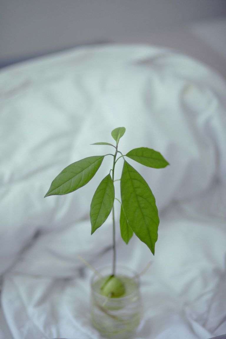 Avocado plant kweken