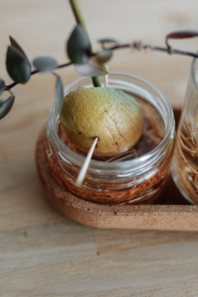 Avocado plant zelf kweken