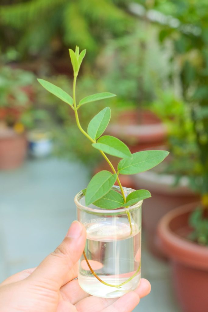 Maggiplant stekken op water
