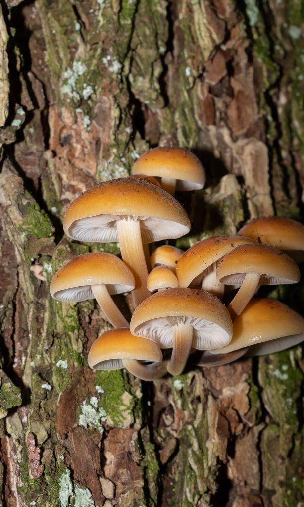 Paddenstoelen kweken op stam