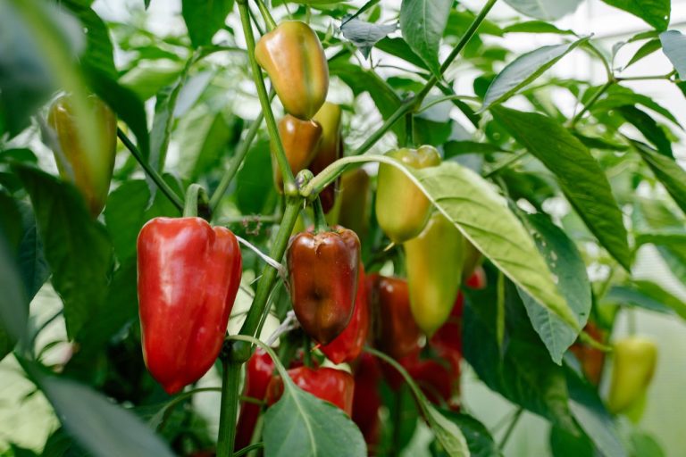 Paprika kweken