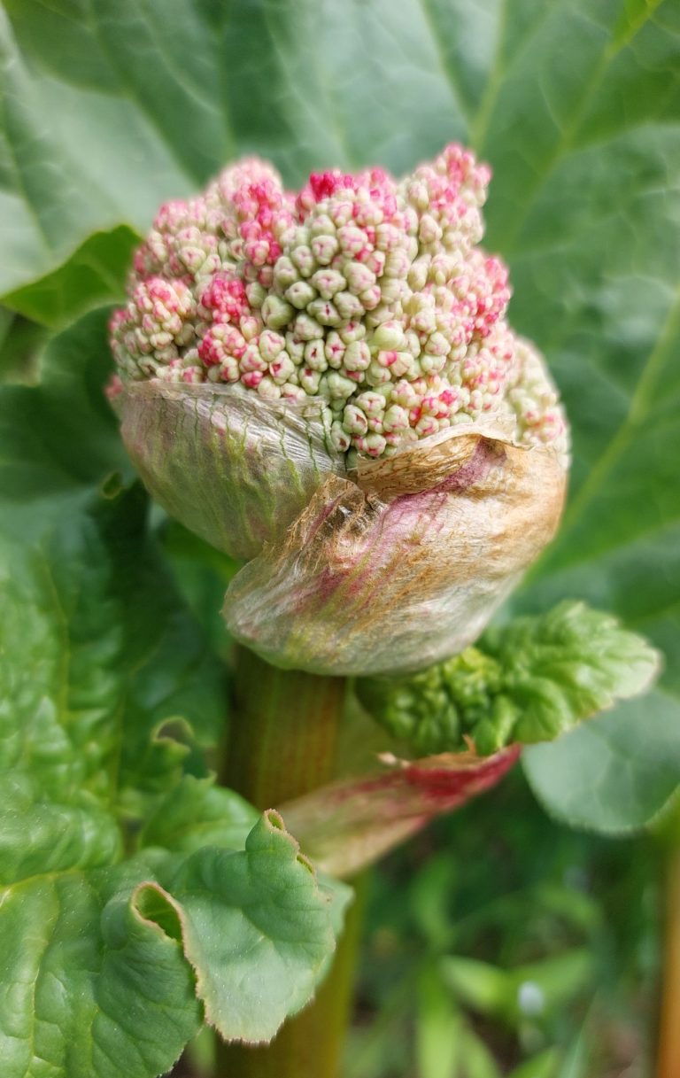Rabarber planten