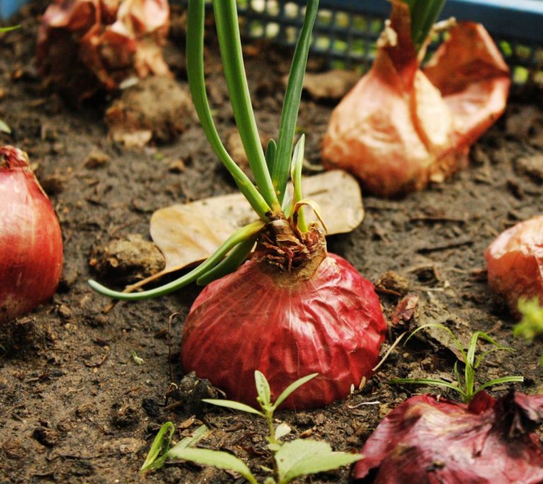 Wanneer plant je sjalotten in de moestuin
