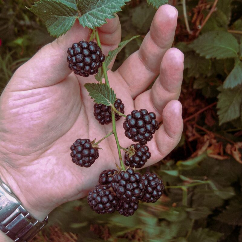 Brombeeren anbauen und schneiden