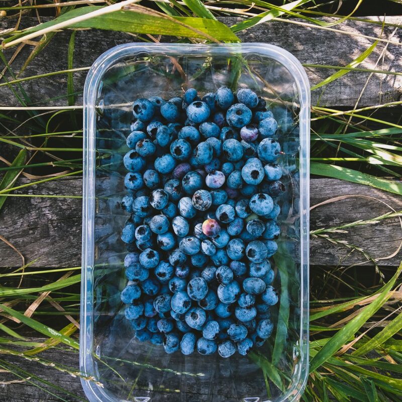 Heidelbeeren anbauen und schneiden