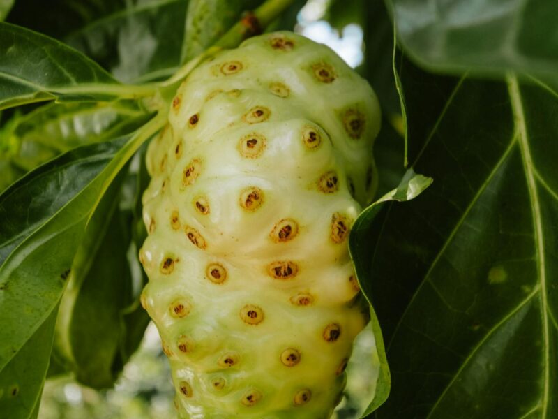 Noni-Saft selber machen