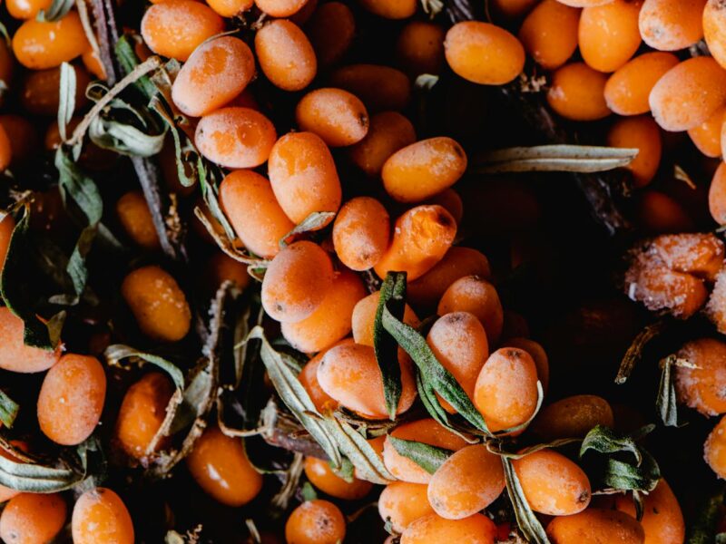Sanddornmarmelade selber machen