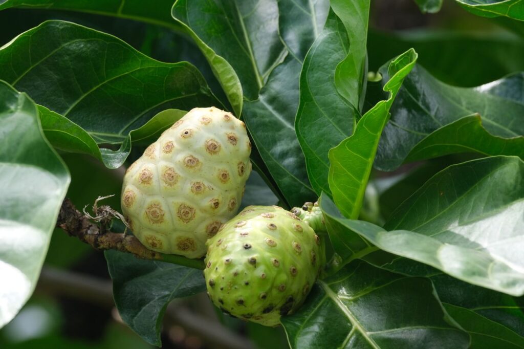 Selbstgemachter Noni-Saft