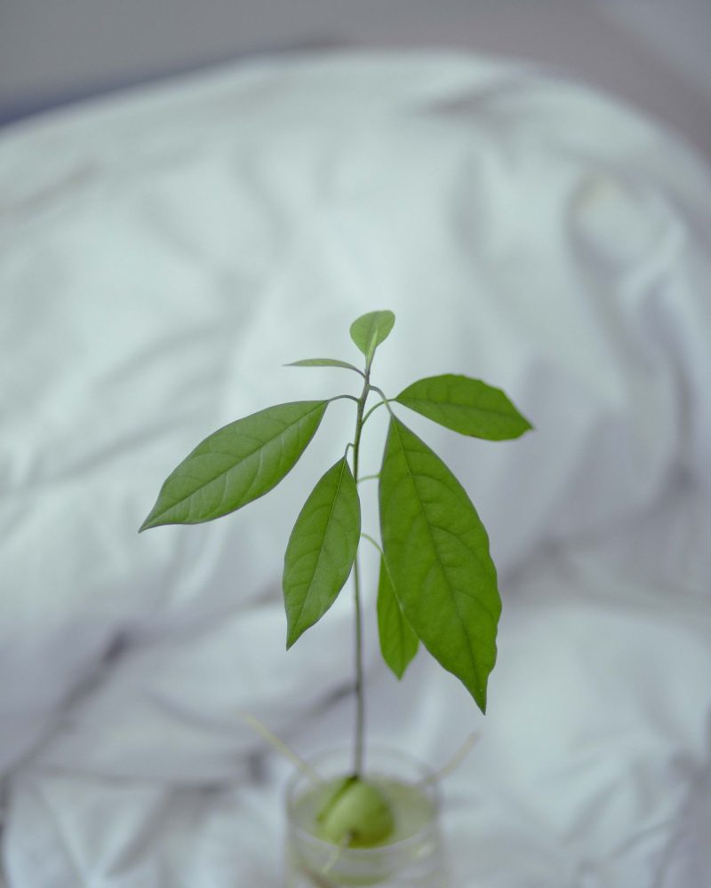 Avocado plant kweken