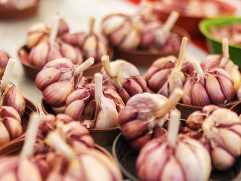 Knoflook kweken