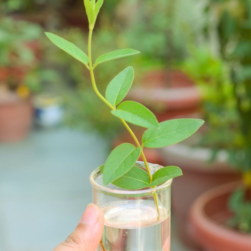Maggiplant stekken op water