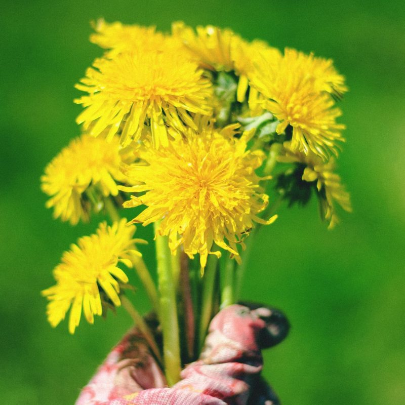 Paardenbloemgelei maken