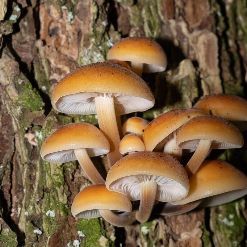 Paddenstoelen kweken op stam