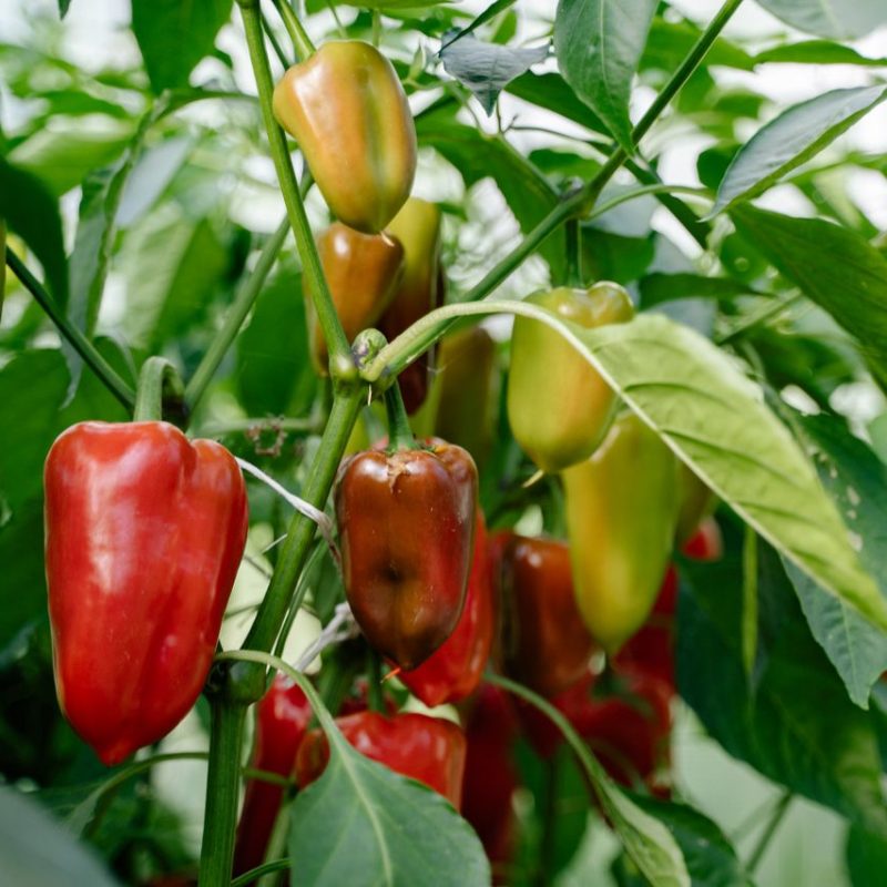 Paprika kweken
