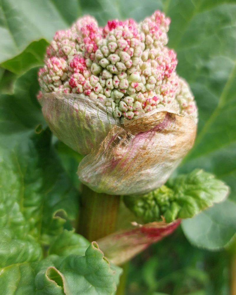 Rabarber planten