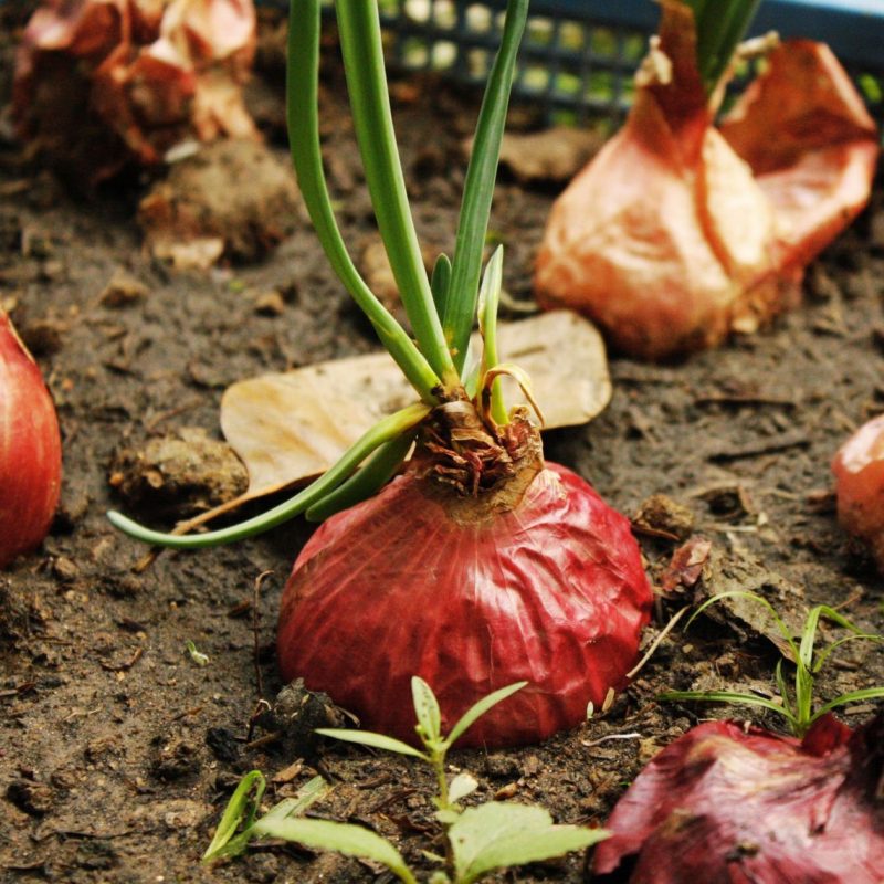 Wanneer plant je sjalotten in de moestuin